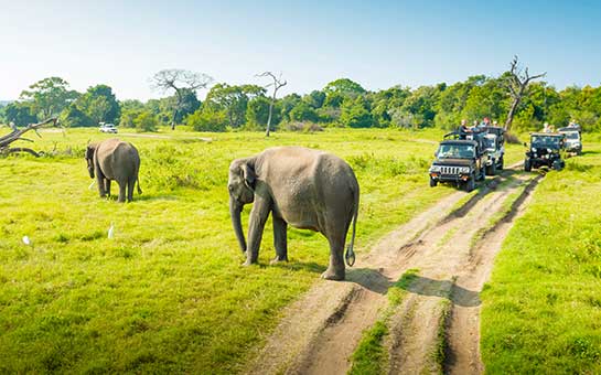 Seguro de viaje para safari de vida silvestre